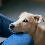 shorthaired dog looking up at human