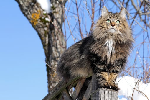Healthy Paws Norwegian Forest