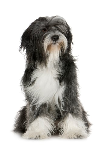 Tibetan Terrier on a white background