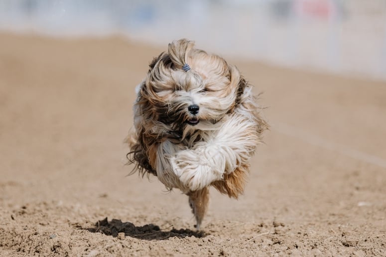 Tibetan terrier running