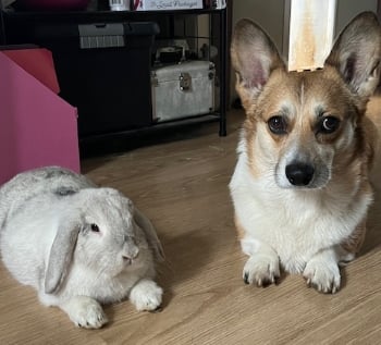Cute Corgi and bunny 