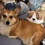 Cute Corgi