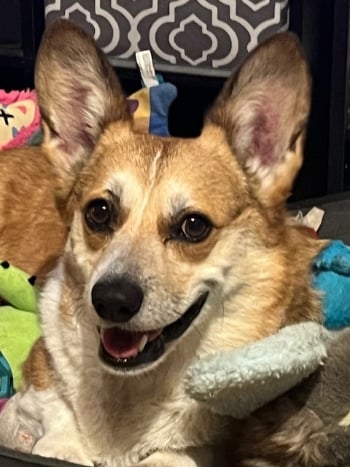 Cute Corgi
