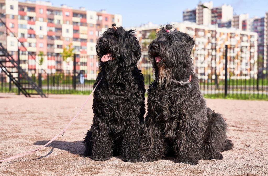 two black Russian terrier dogs sitting on dirt