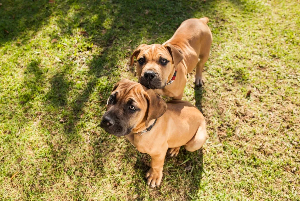 two young Boerboel puppies sitting on grass