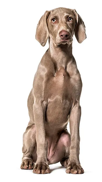 Weimaraner