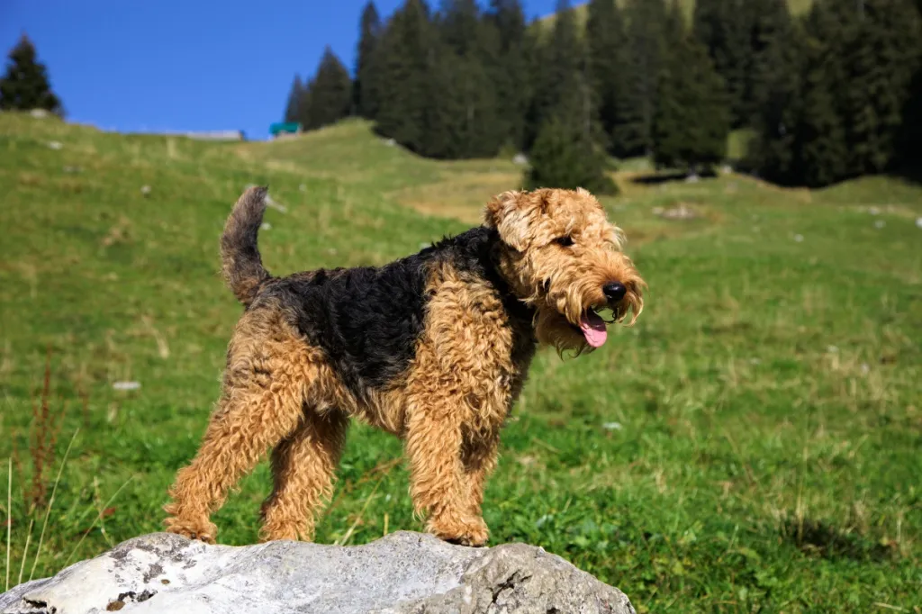 Welsh terrier dog outside standing on a boulder
