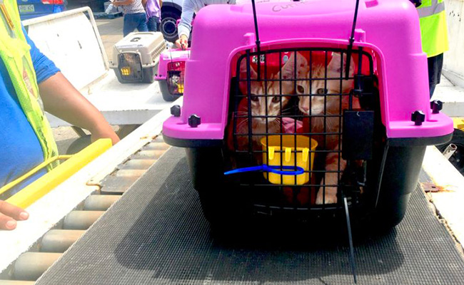 Kittens being loaded on a plane