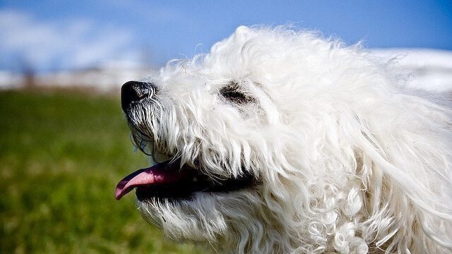White Hypoallergenic Dog