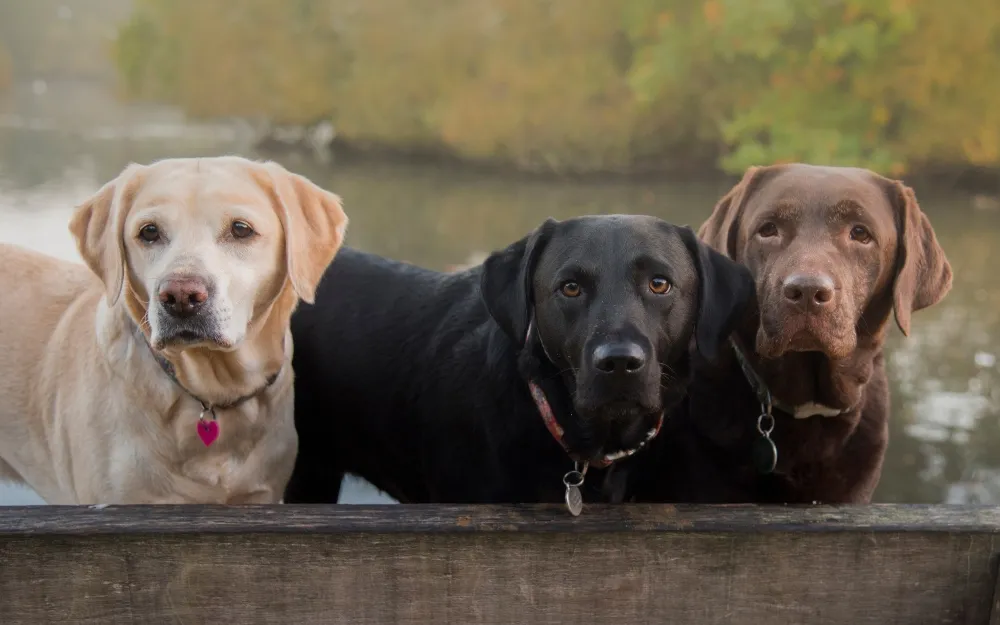 yellow black and chocolate labrador dogs