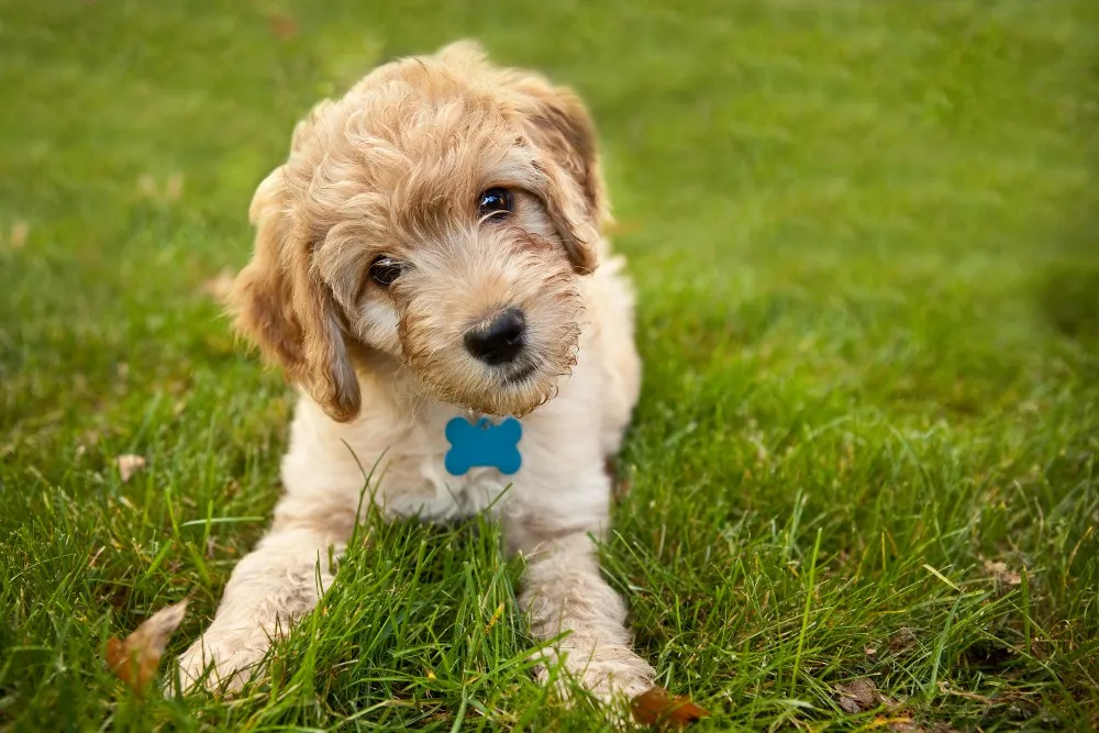 yellow labradoodle puppy in grass