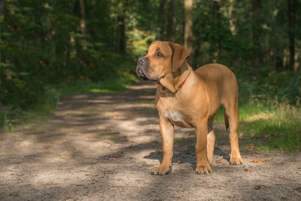 Young boerboel dog standing in a forest lane
